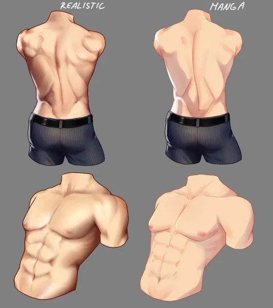 Muscle study
